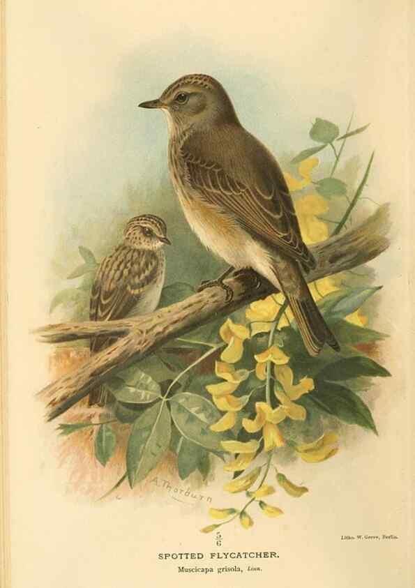 Reproducción/Reproduction 8290256035: Coloured figures of the birds of the British Islands / issued by Lord Lilford.. London :R. H. Porter,1885-1897.