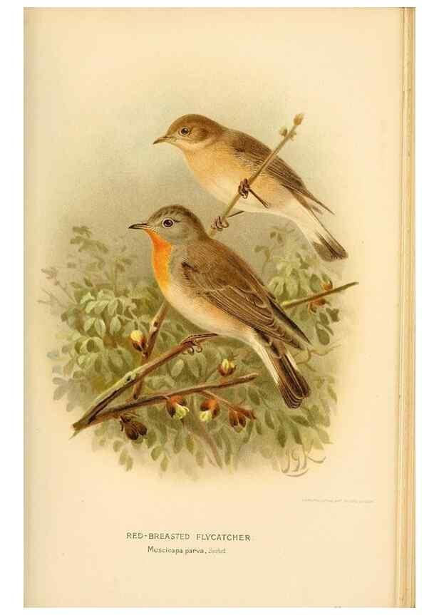 Reproducción/Reproduction 8290256357: Coloured figures of the birds of the British Islands / issued by Lord Lilford.. London :R. H. Porter,1885-1897.