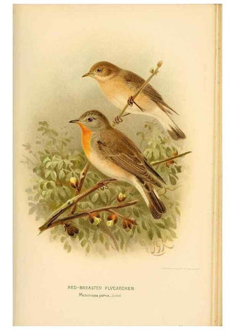 Reproducción/Reproduction 8290256357: Coloured figures of the birds of the British Islands / issued by Lord Lilford.. London :R. H. Porter,1885-1897.