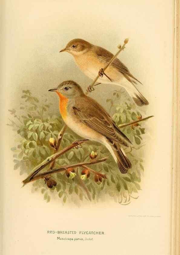 Reproducción/Reproduction 8290256357: Coloured figures of the birds of the British Islands / issued by Lord Lilford.. London :R. H. Porter,1885-1897.