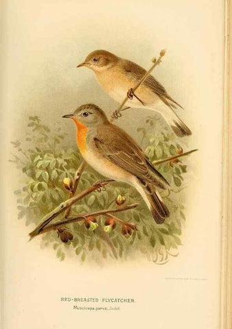 Reproducción/Reproduction 8290256357: Coloured figures of the birds of the British Islands / issued by Lord Lilford.. London :R. H. Porter,1885-1897.