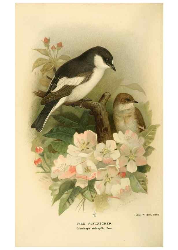 Reproducción/Reproduction 8291315168: Coloured figures of the birds of the British Islands / issued by Lord Lilford.. London :R. H. Porter,1885-1897.