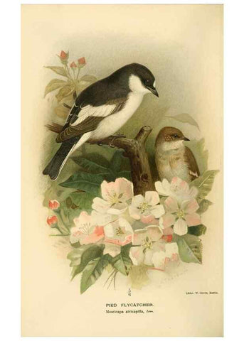 Reproducción/Reproduction 8291315168: Coloured figures of the birds of the British Islands / issued by Lord Lilford.. London :R. H. Porter,1885-1897.