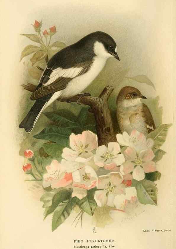 Reproducción/Reproduction 8291315168: Coloured figures of the birds of the British Islands / issued by Lord Lilford.. London :R. H. Porter,1885-1897.