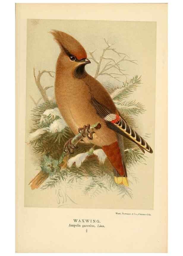 Reproducción/Reproduction 8290257091: Coloured figures of the birds of the British Islands / issued by Lord Lilford.. London :R. H. Porter,1885-1897.