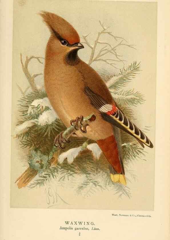 Reproducción/Reproduction 8290257091: Coloured figures of the birds of the British Islands / issued by Lord Lilford.. London :R. H. Porter,1885-1897.