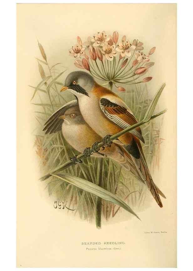 Reproducción/Reproduction 8291315920: Coloured figures of the birds of the British Islands / issued by Lord Lilford.. London :R. H. Porter,1885-1897.