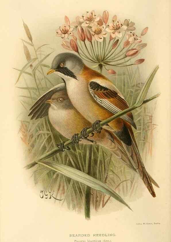 Reproducción/Reproduction 8291315920: Coloured figures of the birds of the British Islands / issued by Lord Lilford.. London :R. H. Porter,1885-1897.