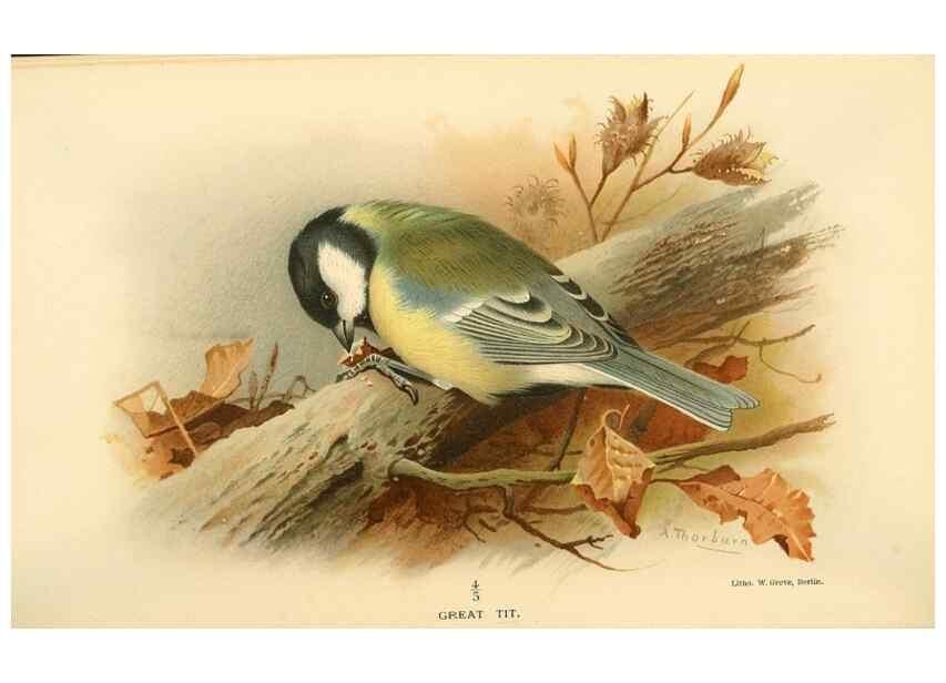 Reproducción/Reproduction 8291316278: Coloured figures of the birds of the British Islands / issued by Lord Lilford.. London :R. H. Porter,1885-1897.