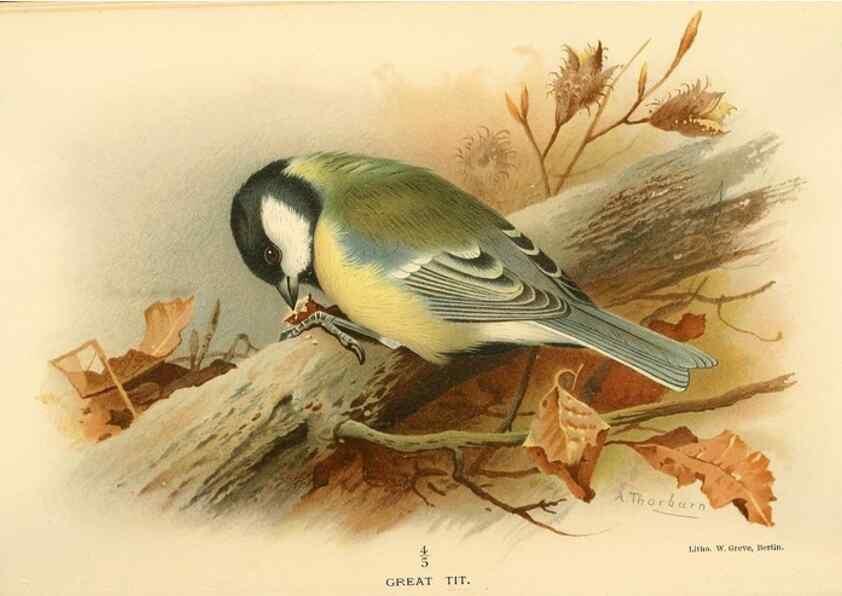 Reproducción/Reproduction 8291316278: Coloured figures of the birds of the British Islands / issued by Lord Lilford.. London :R. H. Porter,1885-1897.