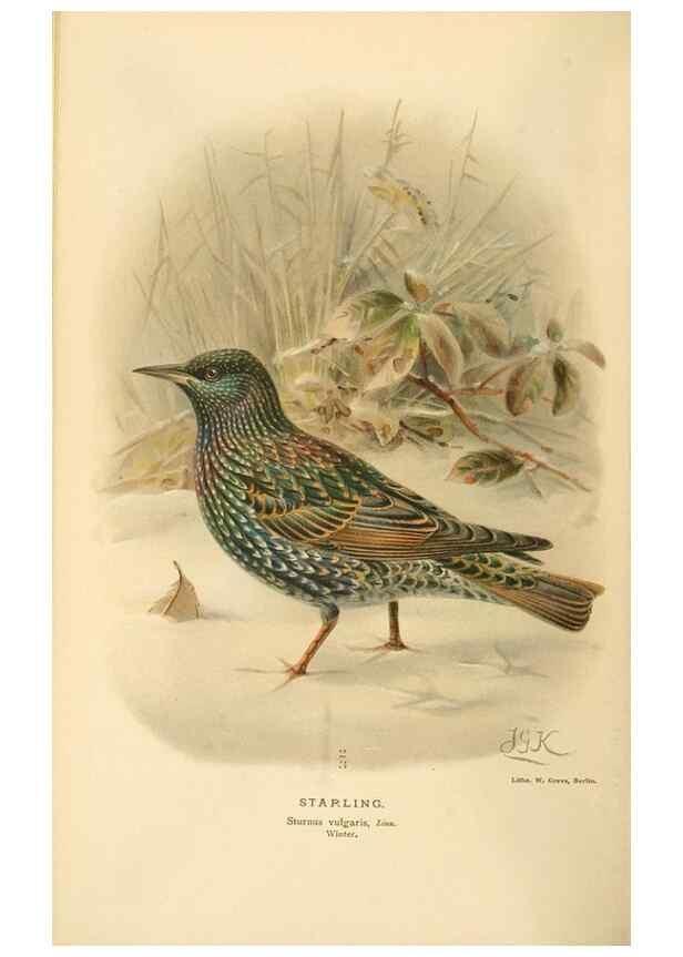 Reproducción/Reproduction 8291311016: Coloured figures of the birds of the British Islands / issued by Lord Lilford.. London :R. H. Porter,1885-1897.