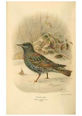 Reproducción/Reproduction 8291311016: Coloured figures of the birds of the British Islands / issued by Lord Lilford.. London :R. H. Porter,1885-1897.