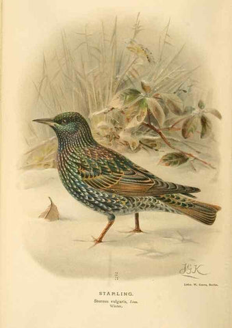 Reproducción/Reproduction 8291311016: Coloured figures of the birds of the British Islands / issued by Lord Lilford.. London :R. H. Porter,1885-1897.