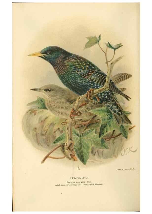 Reproducción/Reproduction 8291310610: Coloured figures of the birds of the British Islands / issued by Lord Lilford.. London :R. H. Porter,1885-1897.