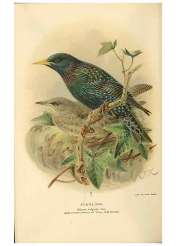 Reproducción/Reproduction 8291310610: Coloured figures of the birds of the British Islands / issued by Lord Lilford.. London :R. H. Porter,1885-1897.