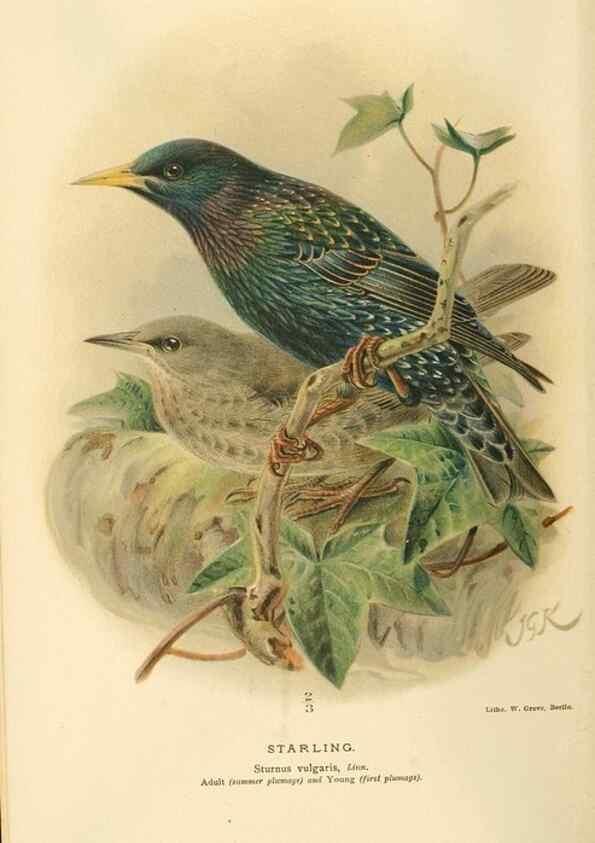 Reproducción/Reproduction 8291310610: Coloured figures of the birds of the British Islands / issued by Lord Lilford.. London :R. H. Porter,1885-1897.