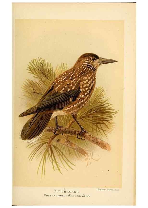 Reproducción/Reproduction 8291310190: Coloured figures of the birds of the British Islands / issued by Lord Lilford.. London :R. H. Porter,1885-1897.