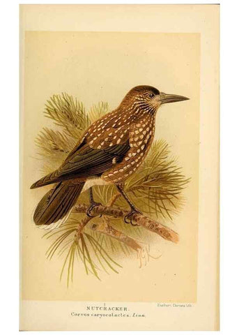 Reproducción/Reproduction 8291310190: Coloured figures of the birds of the British Islands / issued by Lord Lilford.. London :R. H. Porter,1885-1897.
