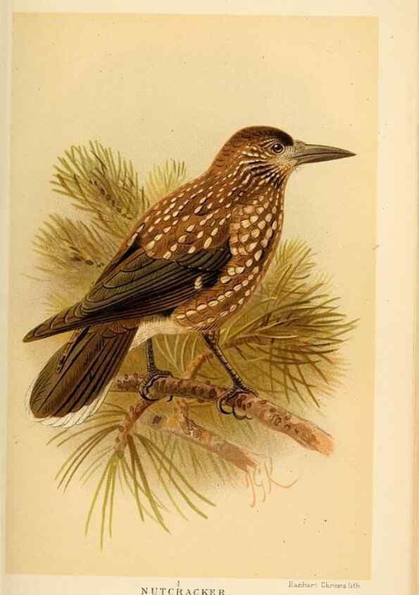 Reproducción/Reproduction 8291310190: Coloured figures of the birds of the British Islands / issued by Lord Lilford.. London :R. H. Porter,1885-1897.