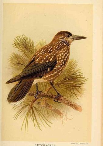 Reproducción/Reproduction 8291310190: Coloured figures of the birds of the British Islands / issued by Lord Lilford.. London :R. H. Porter,1885-1897.