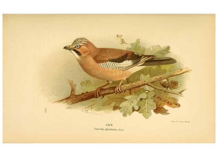 Reproducción/Reproduction 8291309788: Coloured figures of the birds of the British Islands / issued by Lord Lilford.. London :R. H. Porter,1885-1897.