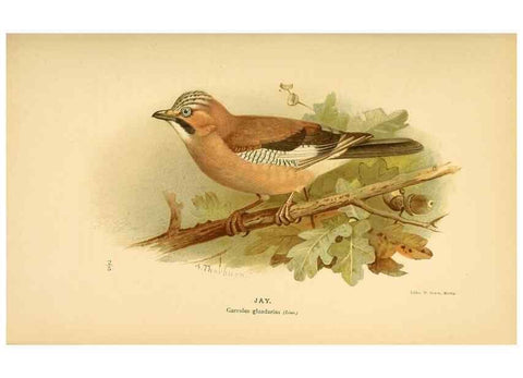 Reproducción/Reproduction 8291309788: Coloured figures of the birds of the British Islands / issued by Lord Lilford.. London :R. H. Porter,1885-1897.