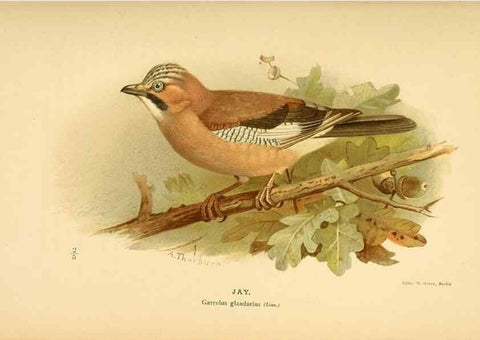 Reproducción/Reproduction 8291309788: Coloured figures of the birds of the British Islands / issued by Lord Lilford.. London :R. H. Porter,1885-1897.