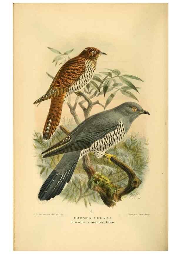 Reproducción/Reproduction 8290245533: Coloured figures of the birds of the British Islands / issued by Lord Lilford.. London :R. H. Porter,1885-1897.