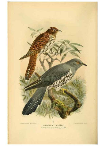Reproducción/Reproduction 8290245533: Coloured figures of the birds of the British Islands / issued by Lord Lilford.. London :R. H. Porter,1885-1897.