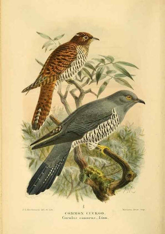 Reproducción/Reproduction 8290245533: Coloured figures of the birds of the British Islands / issued by Lord Lilford.. London :R. H. Porter,1885-1897.