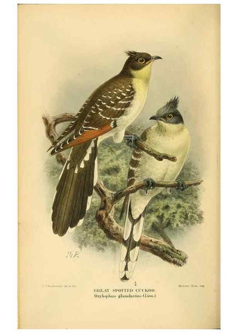 Reproducción/Reproduction 8291304536: Coloured figures of the birds of the British Islands / issued by Lord Lilford.. London :R. H. Porter,1885-1897.