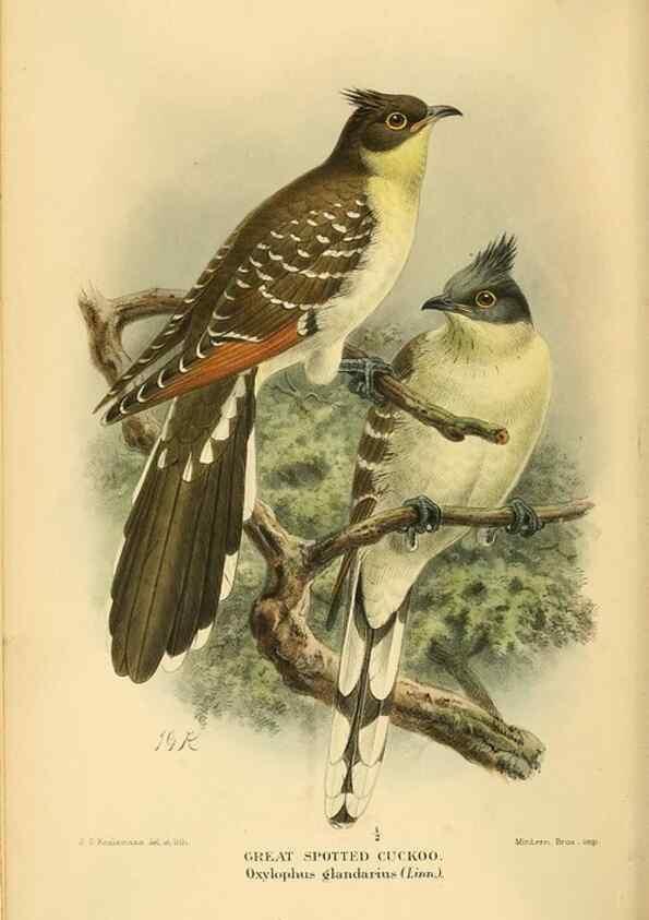 Reproducción/Reproduction 8291304536: Coloured figures of the birds of the British Islands / issued by Lord Lilford.. London :R. H. Porter,1885-1897.
