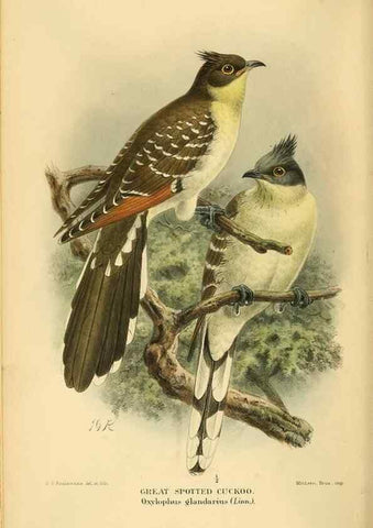 Reproducción/Reproduction 8291304536: Coloured figures of the birds of the British Islands / issued by Lord Lilford.. London :R. H. Porter,1885-1897.