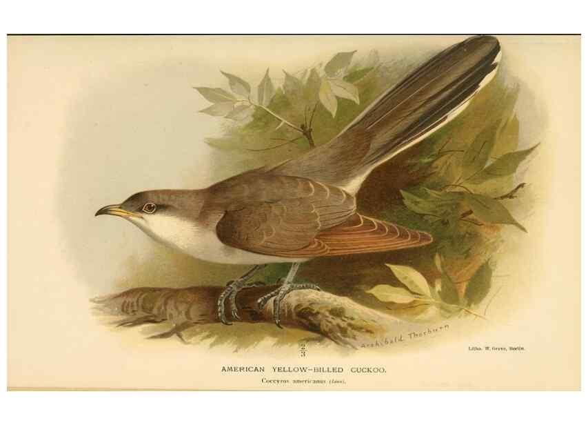 Reproducción/Reproduction 8290246255: Coloured figures of the birds of the British Islands / issued by Lord Lilford.. London :R. H. Porter,1885-1897.