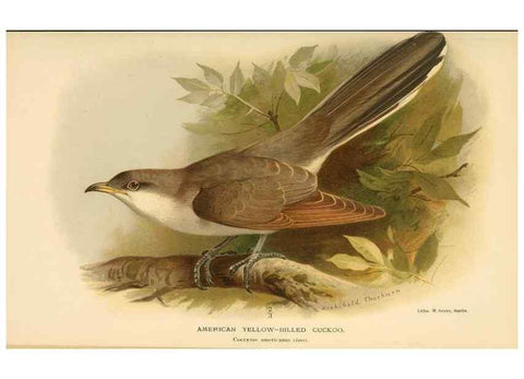 Reproducción/Reproduction 8290246255: Coloured figures of the birds of the British Islands / issued by Lord Lilford.. London :R. H. Porter,1885-1897.