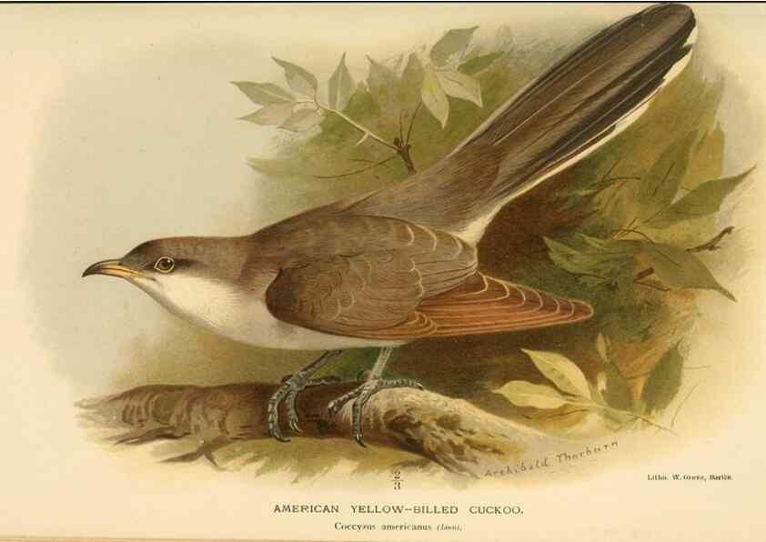 Reproducción/Reproduction 8290246255: Coloured figures of the birds of the British Islands / issued by Lord Lilford.. London :R. H. Porter,1885-1897.