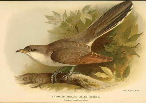 Reproducción/Reproduction 8290246255: Coloured figures of the birds of the British Islands / issued by Lord Lilford.. London :R. H. Porter,1885-1897.