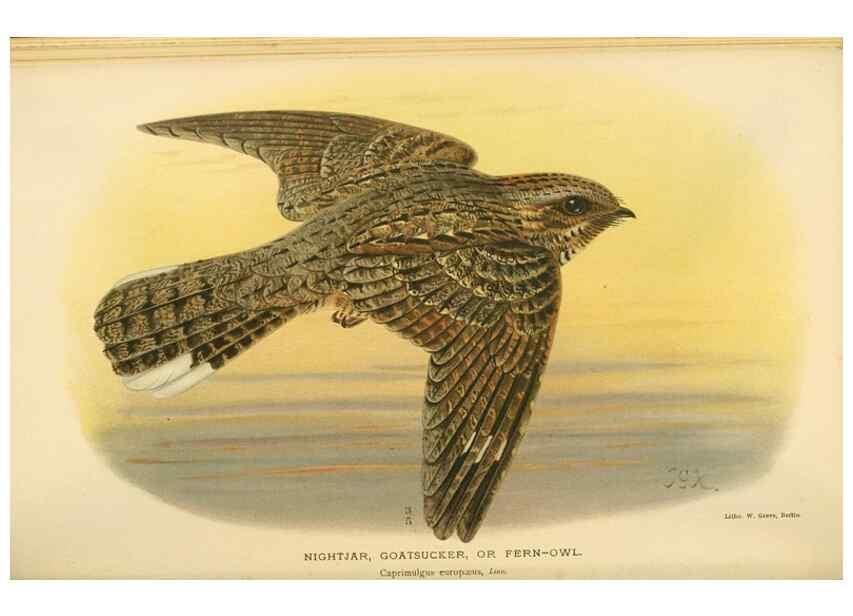Reproducción/Reproduction 8290246543: Coloured figures of the birds of the British Islands / issued by Lord Lilford.. London :R. H. Porter,1885-1897.