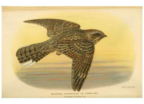 Reproducción/Reproduction 8290246543: Coloured figures of the birds of the British Islands / issued by Lord Lilford.. London :R. H. Porter,1885-1897.