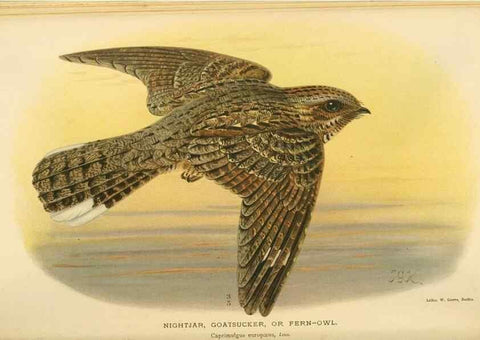 Reproducción/Reproduction 8290246543: Coloured figures of the birds of the British Islands / issued by Lord Lilford.. London :R. H. Porter,1885-1897.