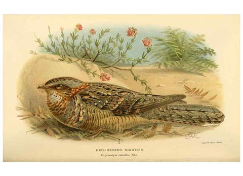 Reproducción/Reproduction 8291305520: Coloured figures of the birds of the British Islands / issued by Lord Lilford.. London :R. H. Porter,1885-1897.
