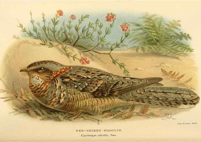 Reproducción/Reproduction 8291305520: Coloured figures of the birds of the British Islands / issued by Lord Lilford.. London :R. H. Porter,1885-1897.