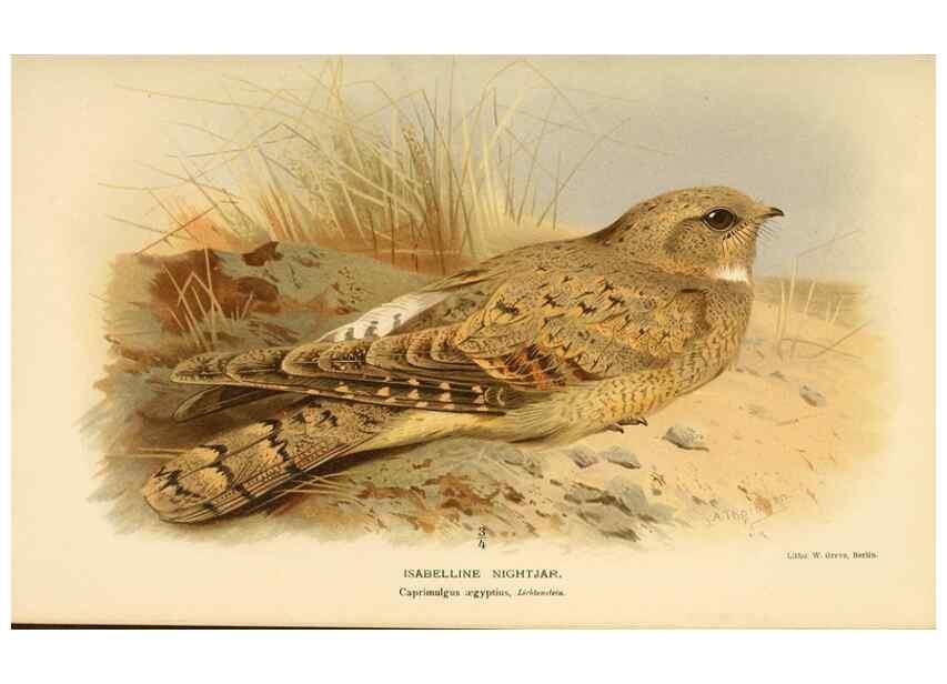 Reproducción/Reproduction 8291305872: Coloured figures of the birds of the British Islands / issued by Lord Lilford.. London :R. H. Porter,1885-1897.