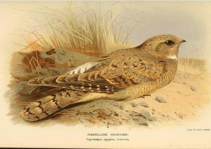 Reproducción/Reproduction 8291305872: Coloured figures of the birds of the British Islands / issued by Lord Lilford.. London :R. H. Porter,1885-1897.