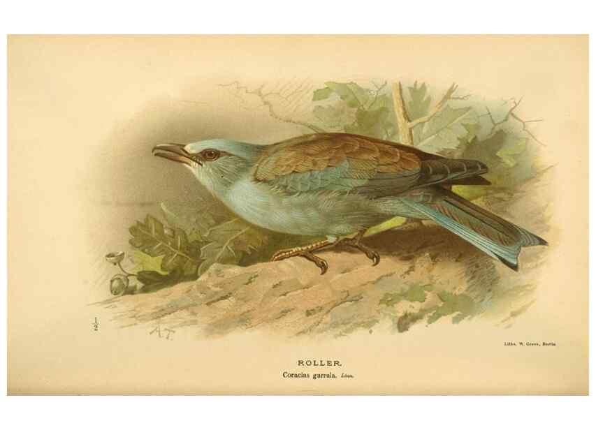 Reproducción/Reproduction 8290244603: Coloured figures of the birds of the British Islands / issued by Lord Lilford.. London :R. H. Porter,1885-1897.