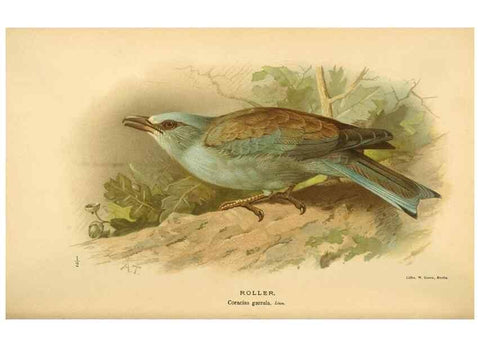 Reproducción/Reproduction 8290244603: Coloured figures of the birds of the British Islands / issued by Lord Lilford.. London :R. H. Porter,1885-1897.