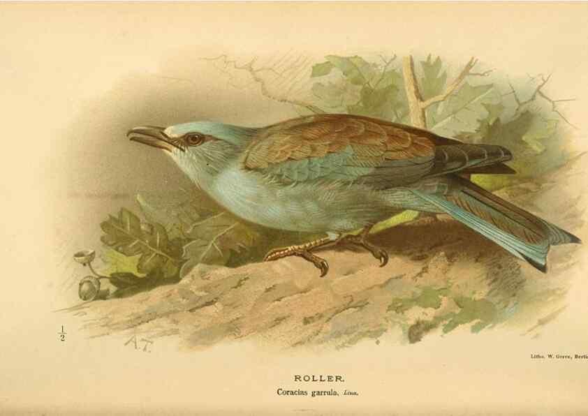 Reproducción/Reproduction 8290244603: Coloured figures of the birds of the British Islands / issued by Lord Lilford.. London :R. H. Porter,1885-1897.