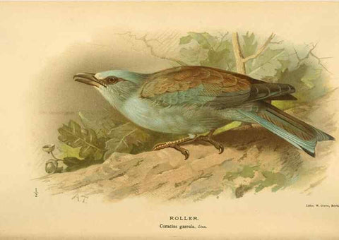 Reproducción/Reproduction 8290244603: Coloured figures of the birds of the British Islands / issued by Lord Lilford.. London :R. H. Porter,1885-1897.