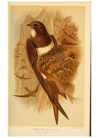 Reproducción/Reproduction 8290248171: Coloured figures of the birds of the British Islands / issued by Lord Lilford.. London :R. H. Porter,1885-1897.