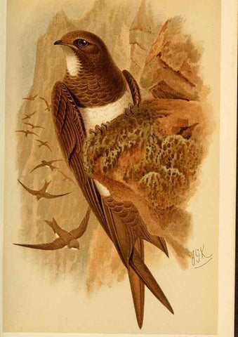 Reproducción/Reproduction 8290248171: Coloured figures of the birds of the British Islands / issued by Lord Lilford.. London :R. H. Porter,1885-1897.